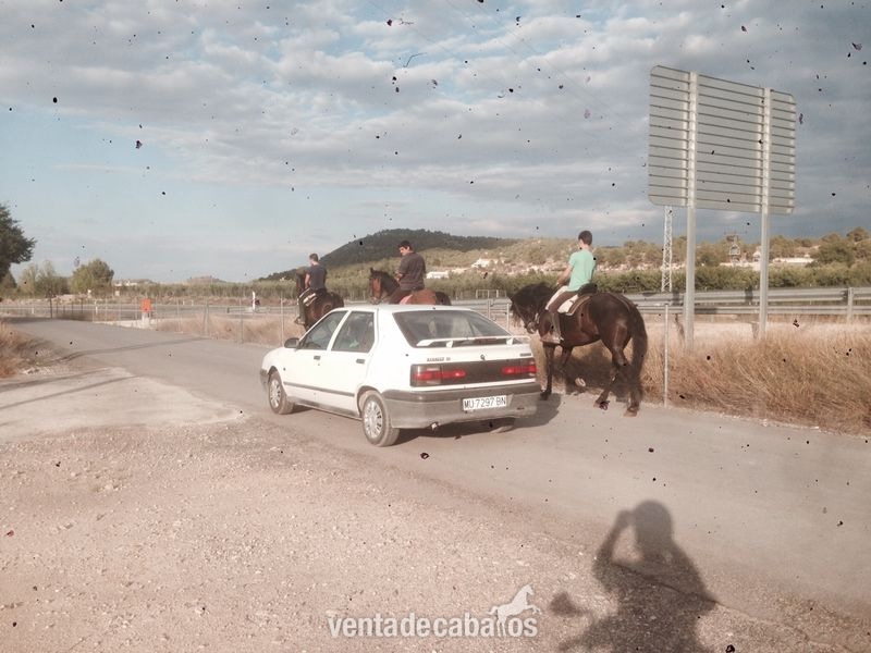 yegua cde en murcia - Caballo de Deporte Español (CDE)