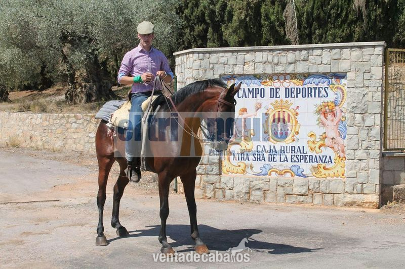 Cruzado