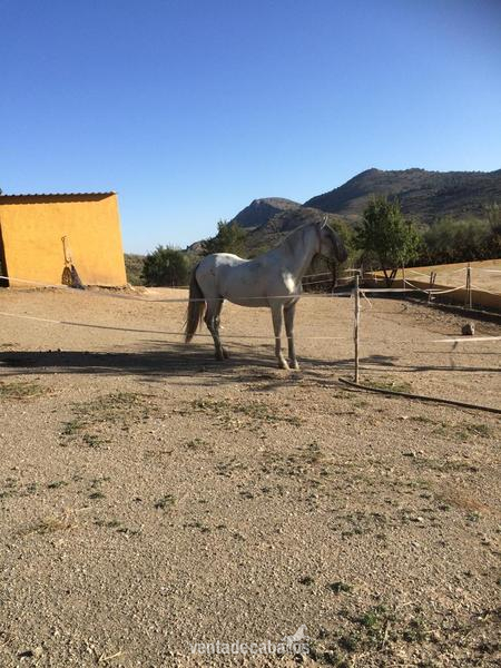 Caballos Enteros Cruzado - Noble caballo entero de 17 años - doma clasica