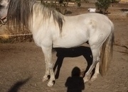 Noble caballo entero de 17 años - doma clasica