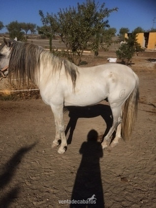 Noble caballo entero de 17 años - doma clasica in 