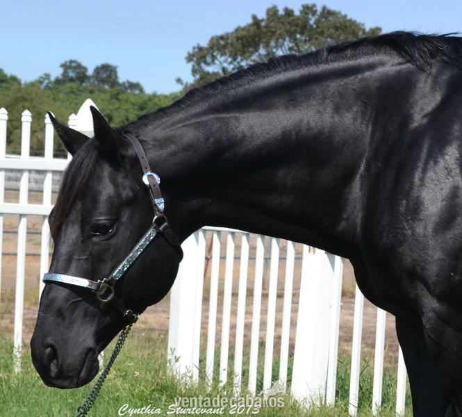 Castrado Hannoveriano Super Talentoso in 