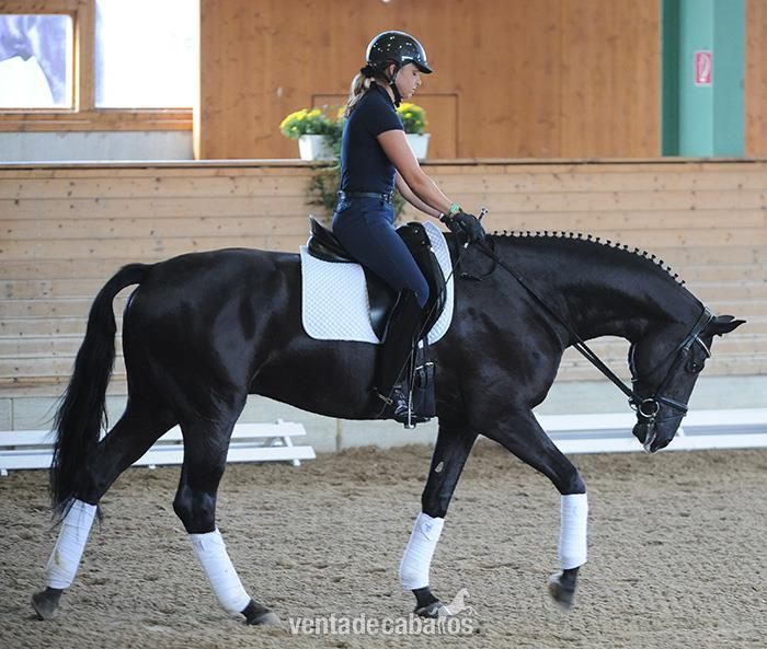 Caballos Capados Hannoveriano - Castrado Hannoveriano Super Talentoso