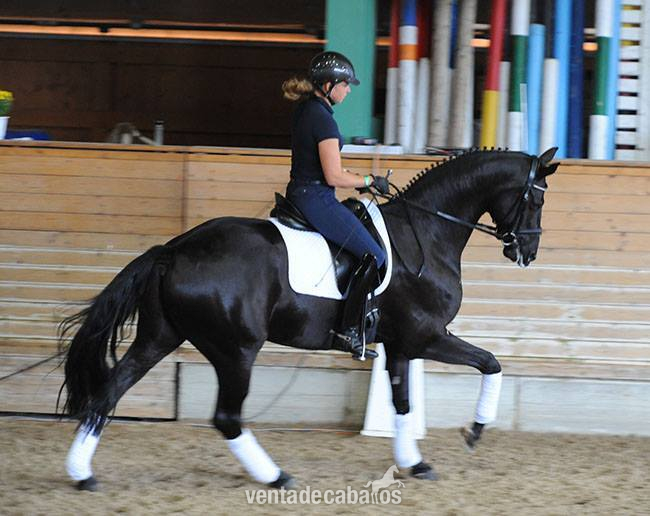 Castrado Hannoveriano Super Talentoso - Caballos Capados Hannoveriano