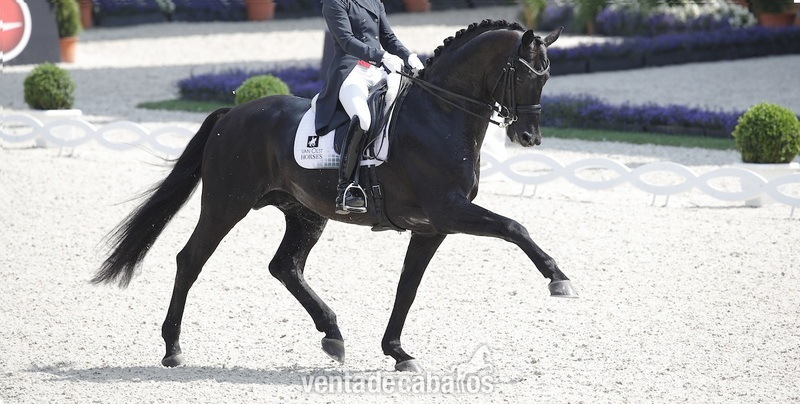 Castrado Hannoveriano Super Talentoso - Hannoveriano