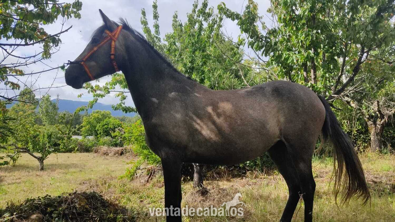 Cruzado