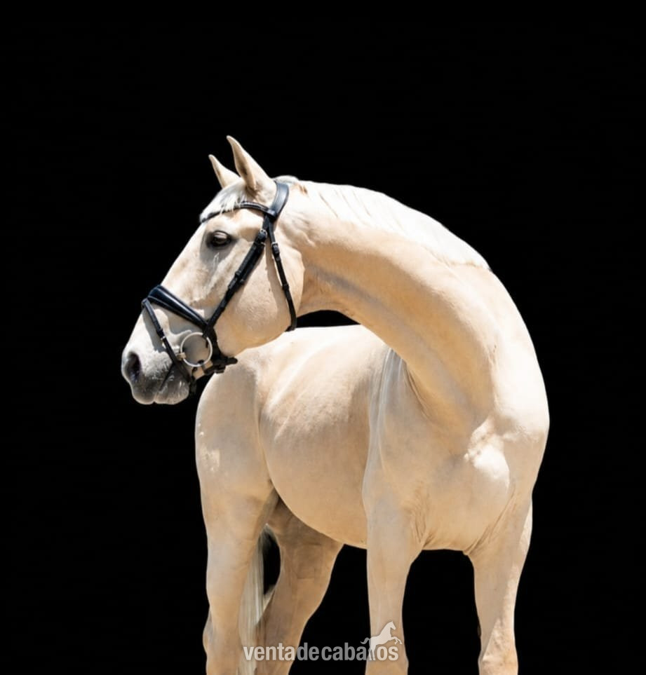 CDE 1.70m PALOMINO in 
