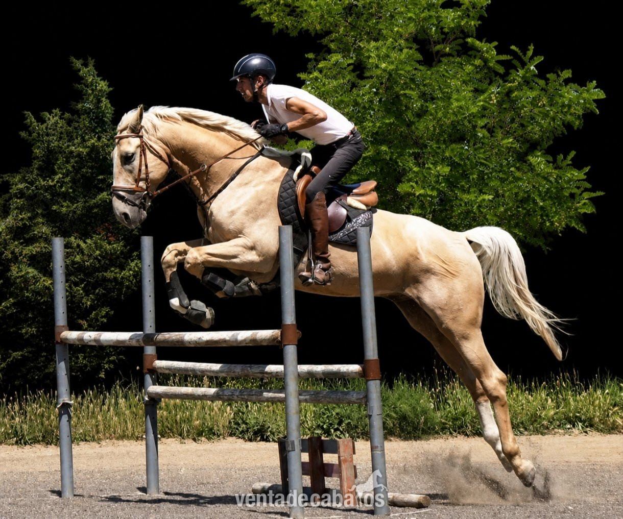 Caballos Capados EMPTY - CDE 1.70m PALOMINO
