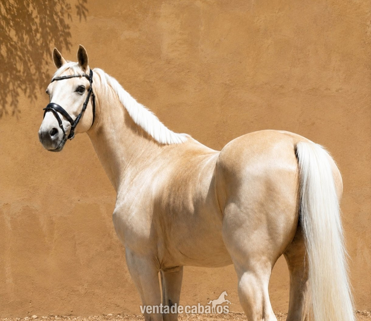 CDE 1.70m PALOMINO - Caballos Capados EMPTY