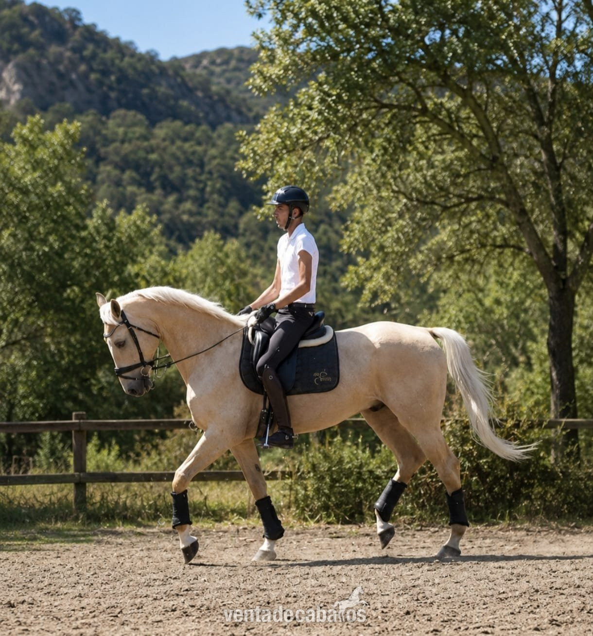 CDE 1.70m PALOMINO - EMPTY