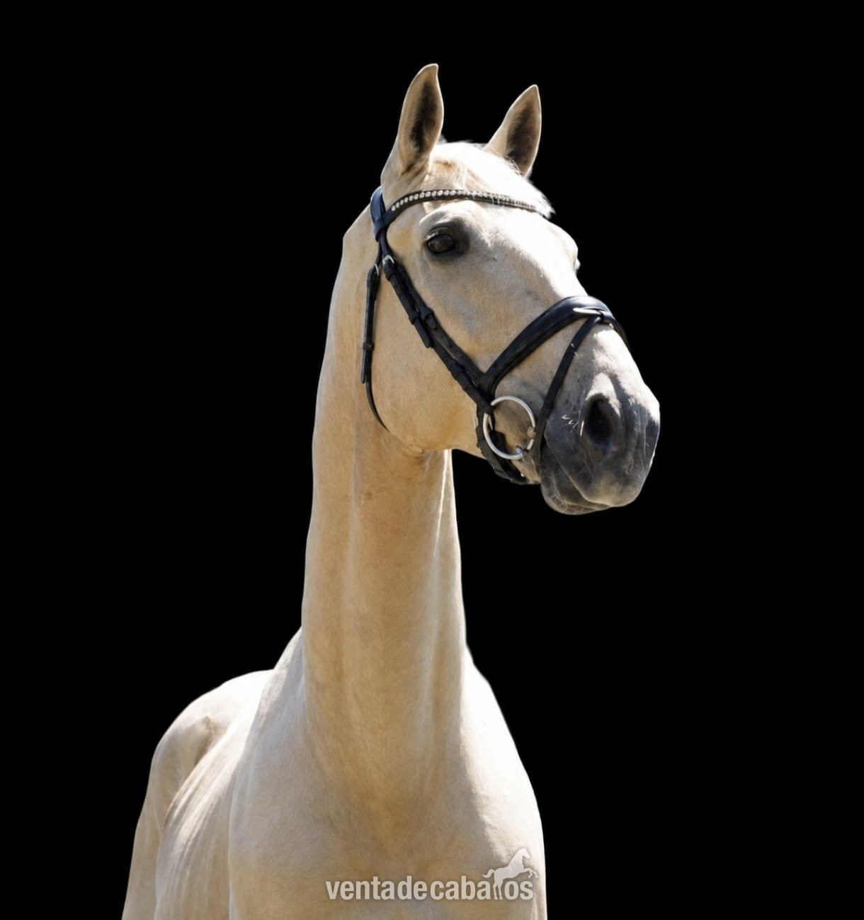 CDE 1.70m PALOMINO - Caballos Capados