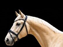CDE 1.70m PALOMINO