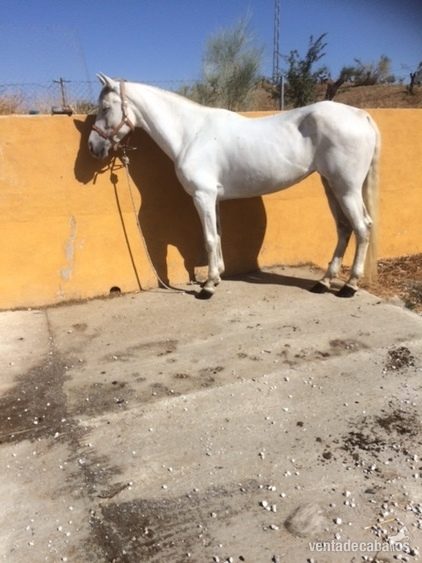 Cruzado {TYPE}