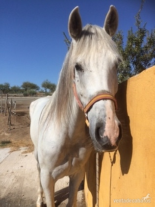 Hermosas yegua de 10 años in 