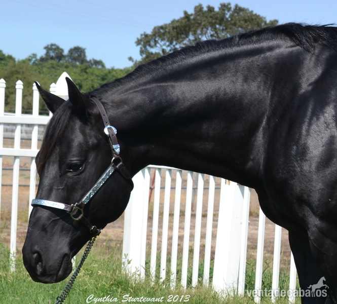 Castrado Hannoveriano Super Talentoso in 