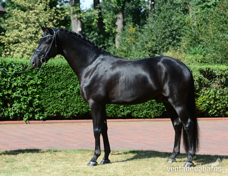 Hannoveriano {TYPE}