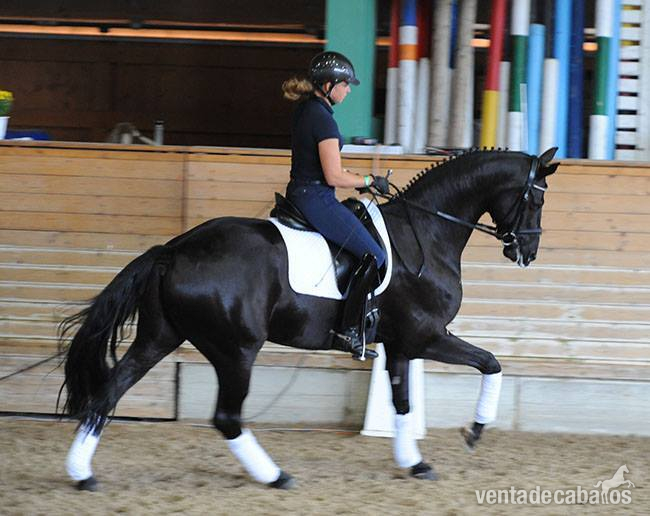 Castrado Hannoveriano Super Talentoso - Caballos Capados Hannoveriano