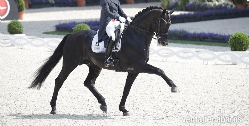 Castrado Hannoveriano Super Talentoso - Hannoveriano