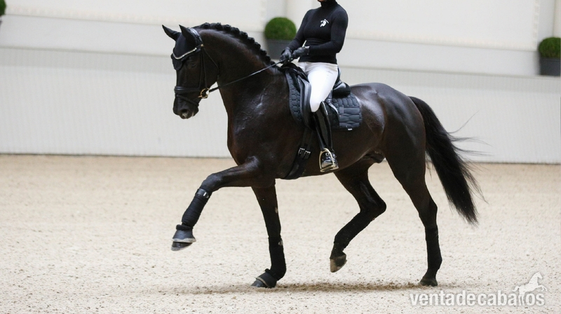 Castrado Hannoveriano Super Talentoso - Caballos Capados