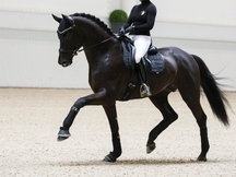 Castrado Hannoveriano Super Talentoso