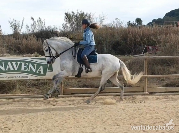 Yegua PRE para doma cláscia - Caballos Pura Raza Española (P.R.E.)
