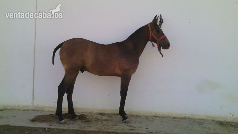 Potro hispano árabe  in 