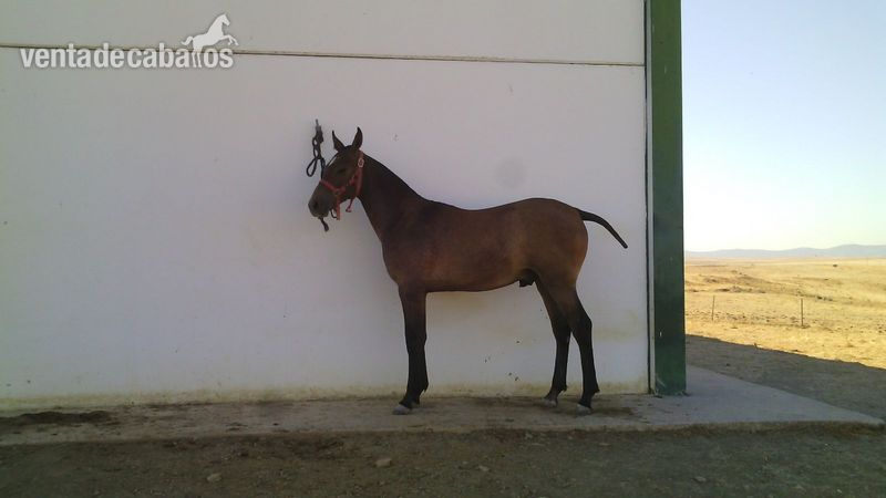 Hispano-Arabe {TYPE}
