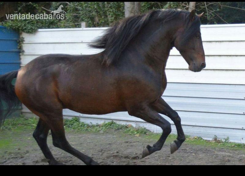 Caballo pura raza española in 
