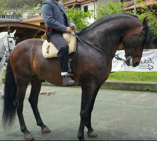 Caballos Pura Raza Española (P.R.E.) Pre - Caballo pura raza española