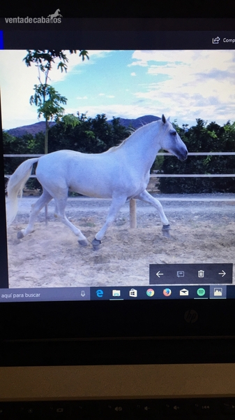 Caballos Pura Raza Española (P.R.E.) Pura Raza Española - Semental puro Candau 