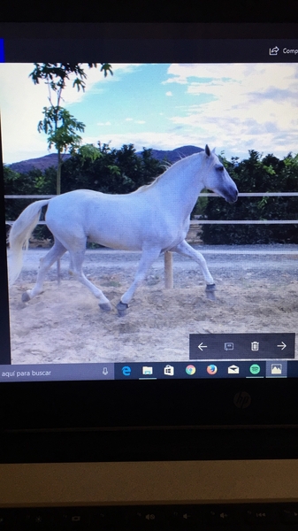 Caballos Pura Raza Española (P.R.E.) Pura Raza Española - Semental puro Candau 