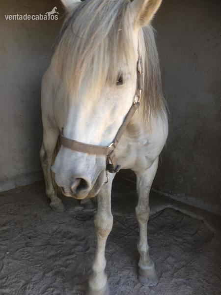 Hermoso  y mi amigo,  9 Anos in 