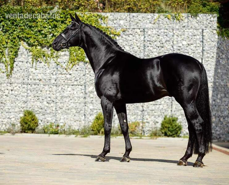 Hannoveriano {TYPE}