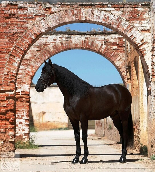 Caballos Capados Hannoveriano - Castrado Hannoveriano Super Talentoso