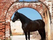 Castrado Hannoveriano Super Talentoso