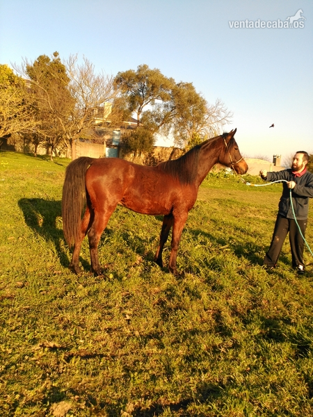 Caballos Enteros Pura raza arabe - POTRO PRÁ ARABE
