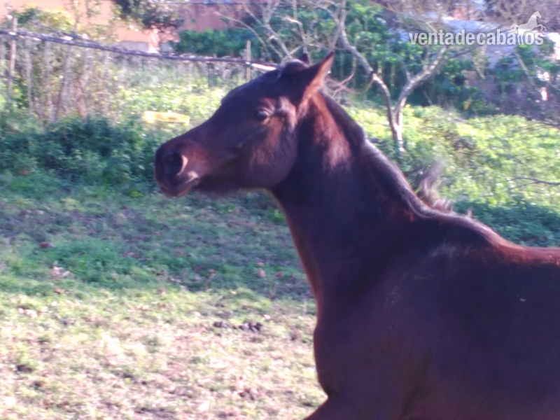 POTRO PRÁ ARABE - Caballos Enteros