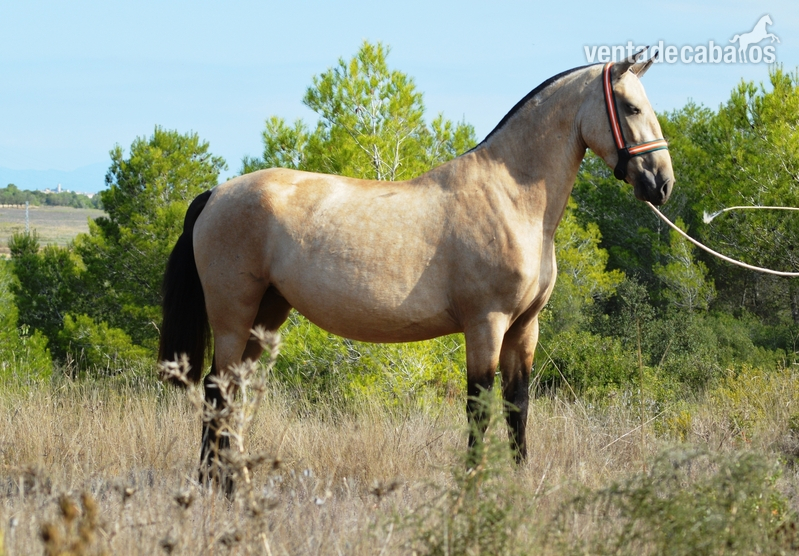 Caballos Pura Raza Española (P.R.E.) Pura Raza Española - Yegua baya PRE de 3 años. 1,66 