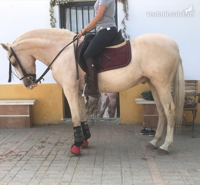 Vendo Caballo perla careto 11 años in 