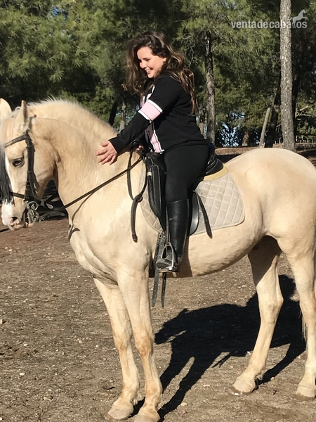 Hispano-Arabe