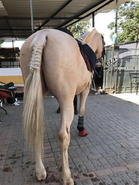 Caballo Hispano Árabe Hispano-Arabe - Vendo Caballo perla careto 11 años