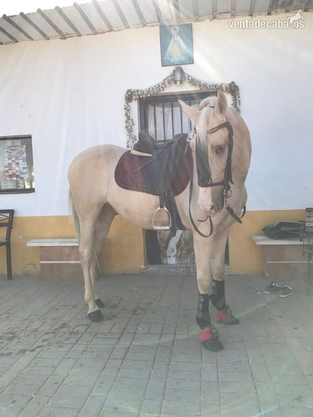 Vendo Caballo perla careto 11 años - Caballo Hispano Árabe Hispano-Arabe