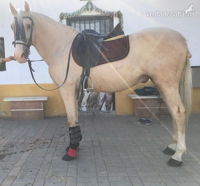 Vendo Caballo perla careto 11 años - Hispano-Arabe