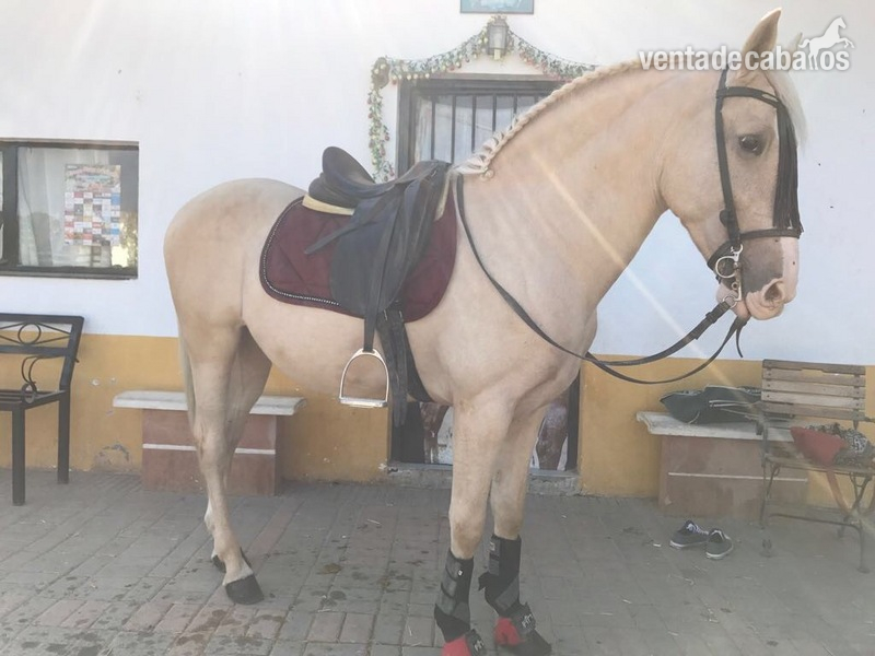 Vendo Caballo perla careto 11 años - Caballo Hispano Árabe