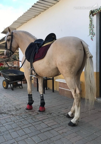Vendo Caballo perla careto 11 años