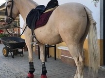 Vendo Caballo perla careto 11 años