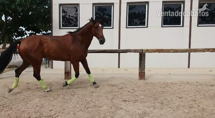 caballo CDE de pura razo Holsteirner in 