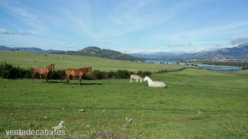 Alquiler económico instalación hípica - Finca ecuestre