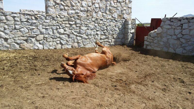 Finca ecuestre - Alquiler económico instalación hípica in Soto del Real