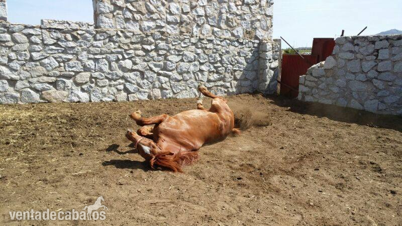 Finca ecuestre - Alquiler económico instalación hípica in Soto del Real
